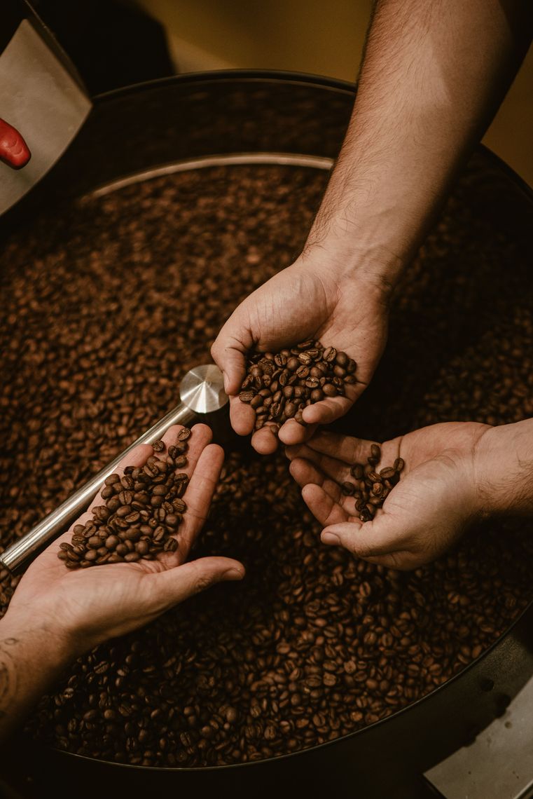 A coffee plantation under shade