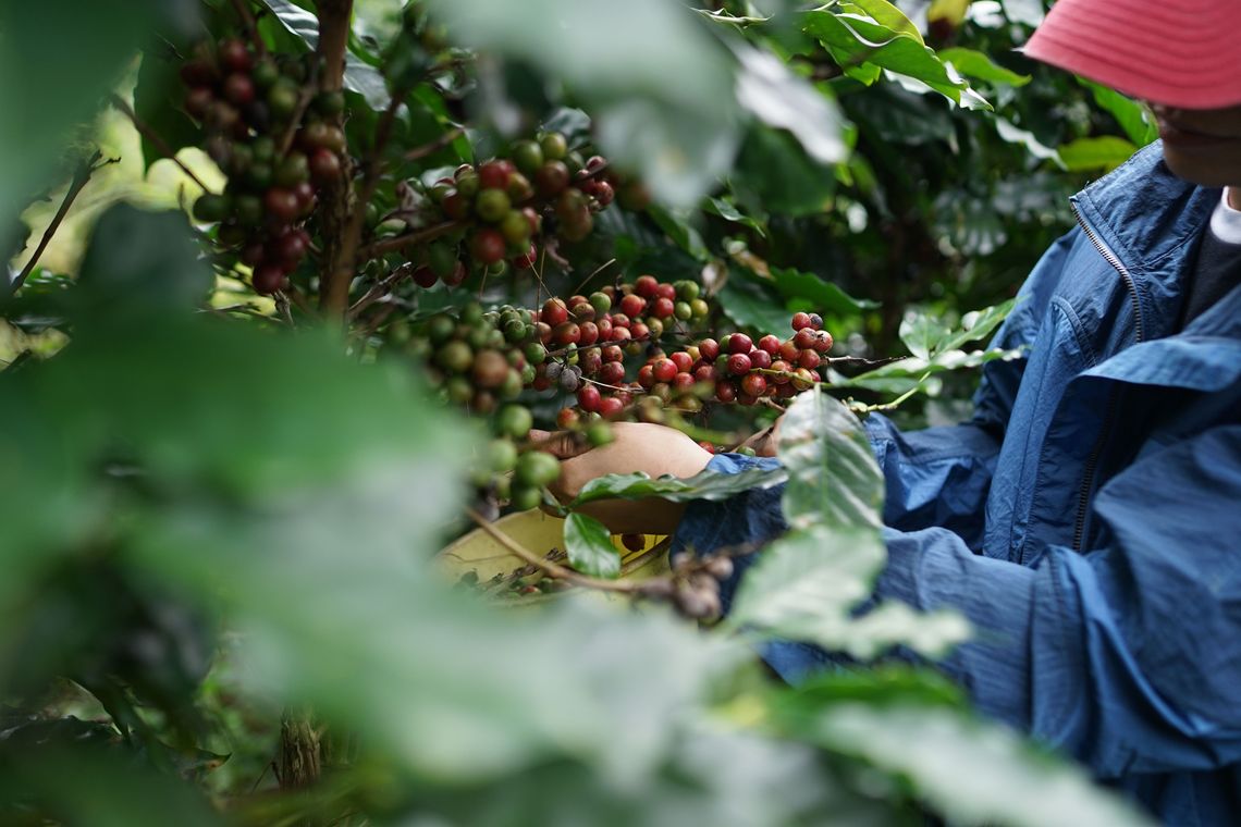 A coffee picker harvesting ripe cherries on a single-origin farm