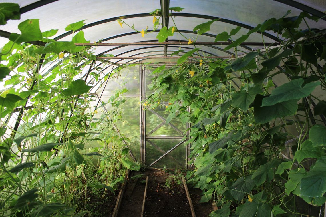 A greenhouse of fresh produce